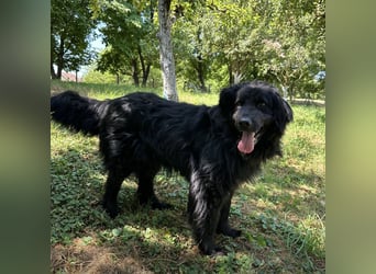 Morty ein Friendly-Dog