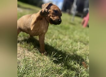 Reinrassige Rhodesian Ridgebackwelpen suchen ein liebevolles zu Hause