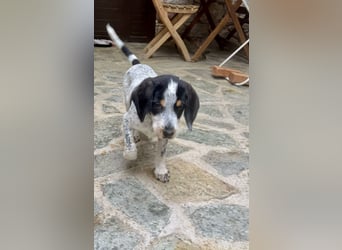 Beagle Mischlingsdame EADIE (*Dezember 2024) sucht eine Familie
