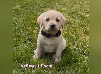 Labrador Retriever Welpen, reinrassig, Ahnenpass uvm., schwarz und gelb