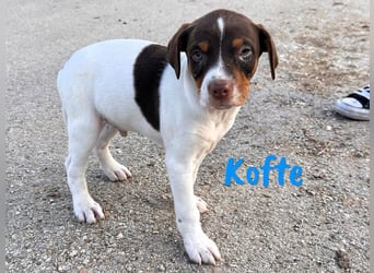 Kofte 12/2024 (ESP) - menschenbezogener, kleiner Bodeguero-Pinscher-Mix Welpe!