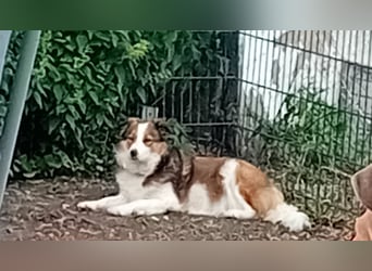 Wurf Ankündigung,  reinrassige Border Collie Welpen mit Papieren!!