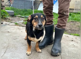 Dexter, geboren 01.08.2023, 34cm sucht sein Körbchen