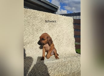 Rhodesian Ridgeback