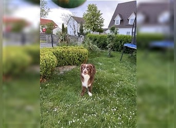 Australian Shepherd Red Bi Deckrüde