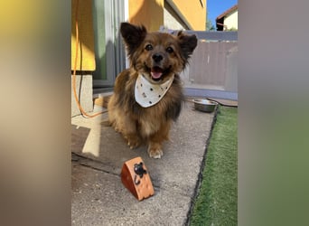 Buddy SR - sanfter Senior sucht liebevolles Gnadenplätzchen