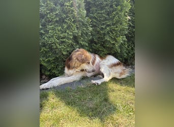 Jerry - in 15370 Fredersdorf Gnadenplatz gesucht