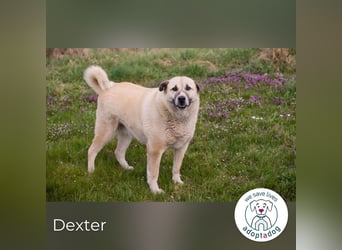 Hallo mein Name ist Dexter