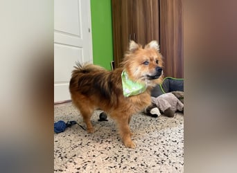 Bella SR - bezaubernder Schatz sucht Zuhause!