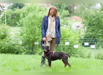 Chapi - quirliger, verschmuster Familienhund - Tierhilfe Franken e.V.