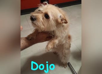 Dojo geb. 04/2023 (ESP) - menschenbezogener, kleiner Yorkshire Terrier-Mix!