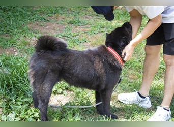 Moet freundlicher ,gemütlicher Chow-chow-Mix,ca 10 Jahre ,25 kg, sucht ein warmes Körbchen