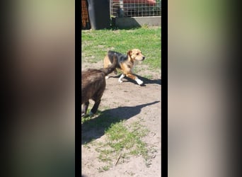Linus der perfekte Familienhund