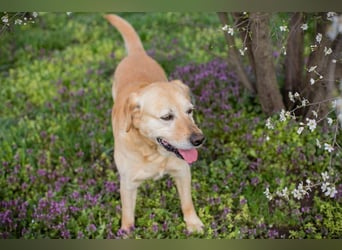 SAM - Aufgeschlossener und freundlicher Hundemann sucht seine Menschen...