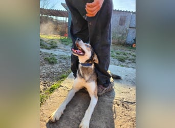 Dea, ca. 2 Jahre, 50 cm, wünscht sich ein aktives Hundeleben