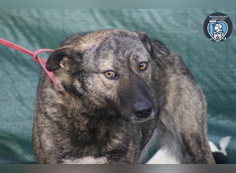 Greta sucht ein Zuhause