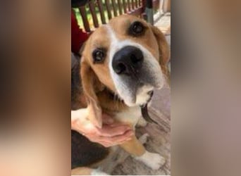 Pixi, Beagle