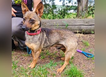 Uschka, Pinscher Mischling