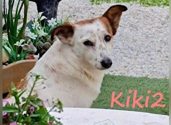 Kiki2 geb. 05/2020 (GRC) - selbstbewusste, kleine Hündin!