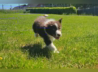 Border Collie Welpen -  Rüden