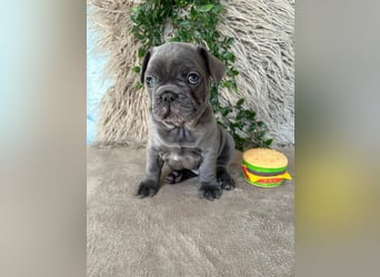 Französische Bulldogge Welpen