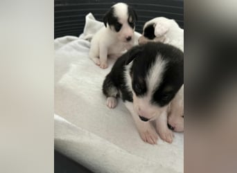 Romy – Mutig und herzlich, sucht ihr Glück bei dir