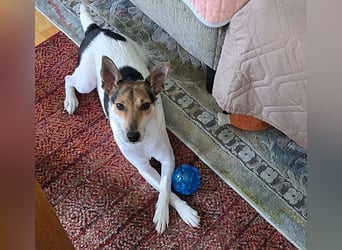 lebenslustige kleine ROXY - 3 Jahre, 38cm/8kg - Jack Russell-Mix