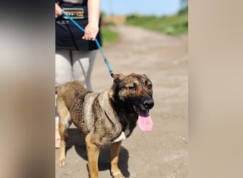 Die liebe Valentina sucht ein Zuhause !