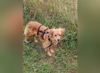Bolota, Mix Dackel / Spaniel, noch schüchtern und ängstlich