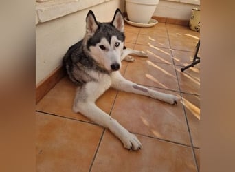 Eve, ein Leben auf dem Balkon ;-(   , fast  2 Jahre lang