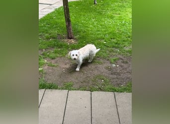 ♥SUSI♥ auf Pflegestelle bei Köln- bezaubernde, liebe, anfangs noch etwas zurückhaltende Hündin 35 cm