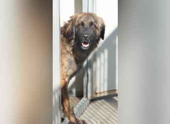 Oriana - sucht dringend erfahrenes Zuhause
