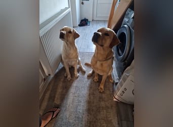 Labrador Retriever