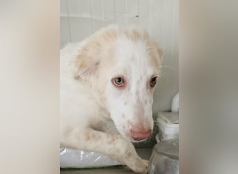 Milo: völlig überfordert im Tierheim