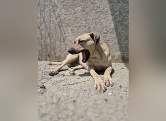 MELINA, Hündin, 3 Jahre, 48 cm, Mischling, Tierschutz