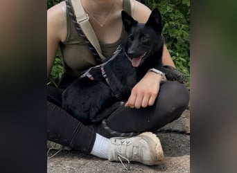 Liebe Naomi sucht ihr Für-Immer-Zuhause