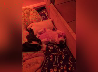Jack Russell Welpen