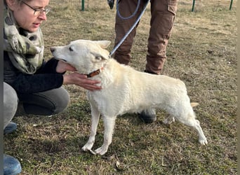 Kokusz, geb. 01.05.2021, 49 cm, wartet auf schon so lange auf ihr Glück