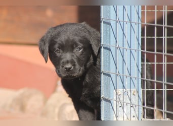 Labrador Welpen