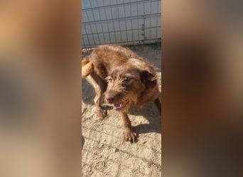 KOKO - ein total goldiges Mädchen sucht ein Zuhause