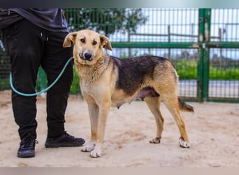 Honey,  Schäferhund-Mix, lieb und sozial