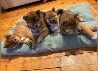 Hervorragender Shiba-Inu-Wurf mit hervorragendem Ausstellungspotenzial