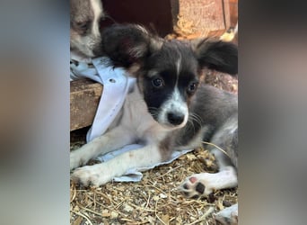 Letty, geboren 30.03.2025, 24cm sucht ihr Zuhause