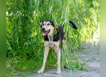 Familienhund Vorshun sucht ein Zuhause