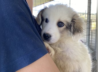 Louie – ein kleiner Schatz sucht seine Menschen