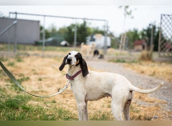 Mila - sanftes Jagdhundherz sucht sportliches Zuhause