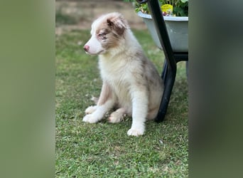 Tolle Australian Shepherd Welpen suchen Ihre Herzenfank