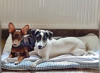 Zazu, hat ein ruhiges Wesen, Katzenfreundlich