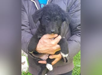 Lieber Srecko ❤️ schmusiger Husky-Mix