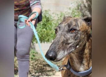 ARTISTA-Charakterstarker Galgo mit Herz und Haltung
